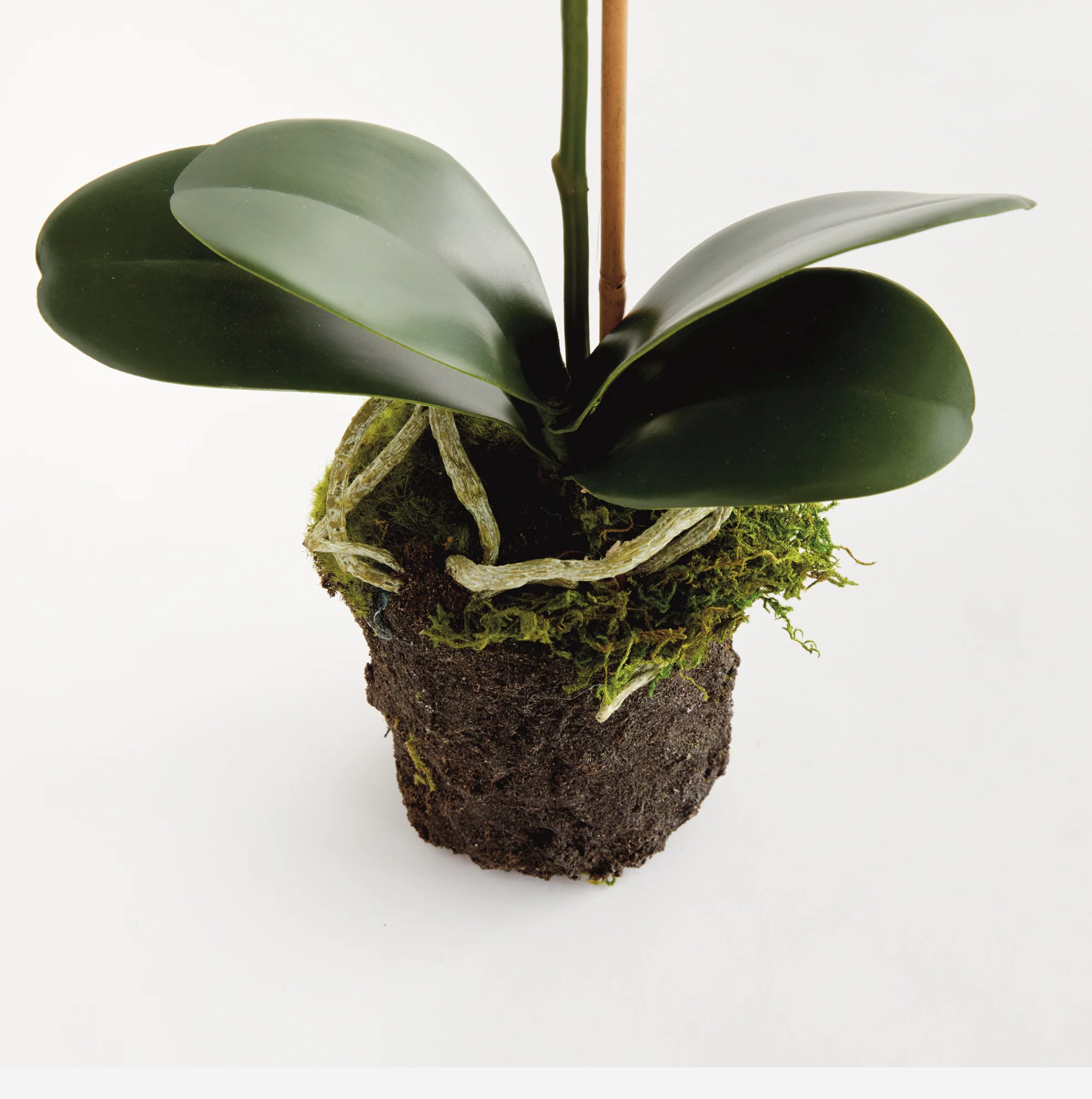 Phalaenopsis Drop- In 21"