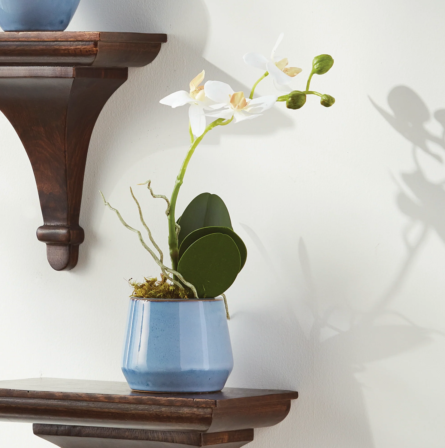 Phalaenopsis Drop- In 15"