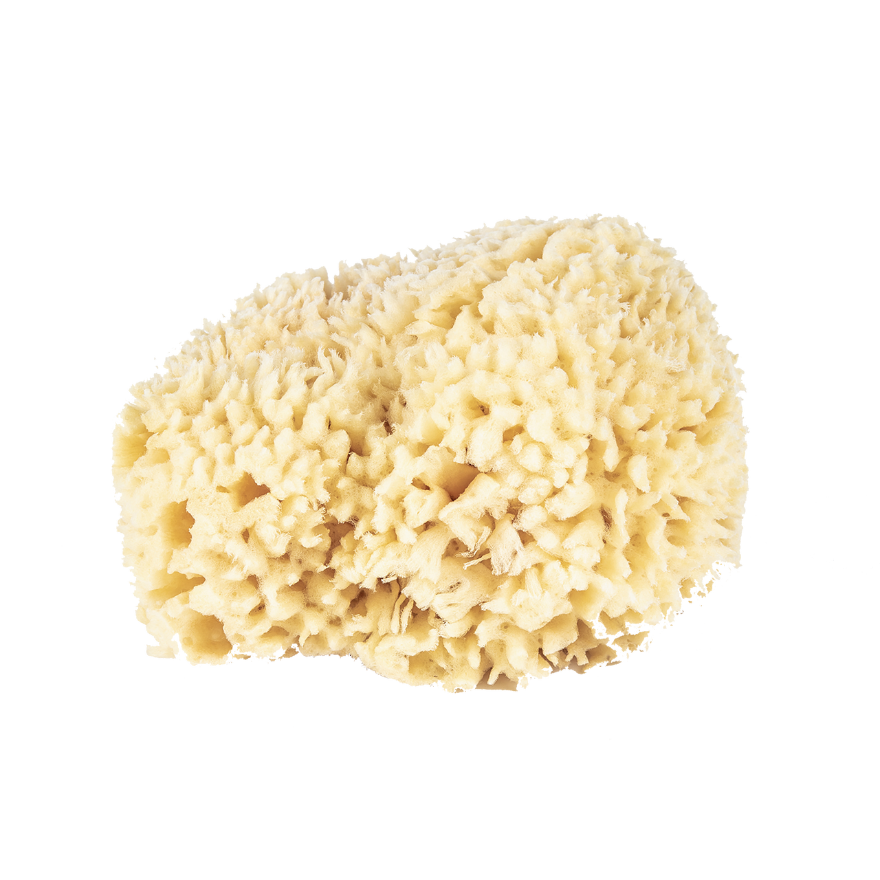 Baudelaire | Wool Bath Sponge