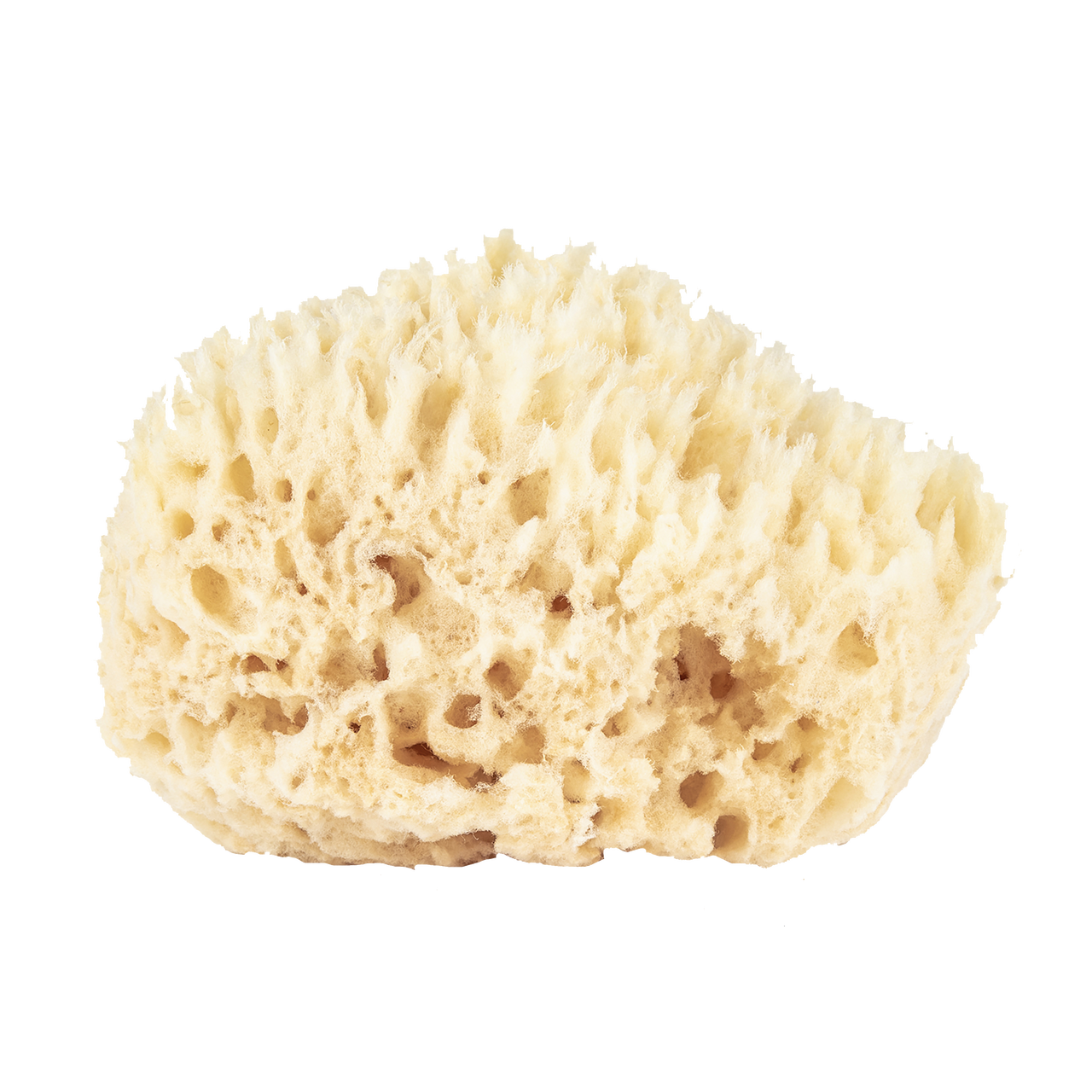 Baudelaire | Wool Bath Sponge