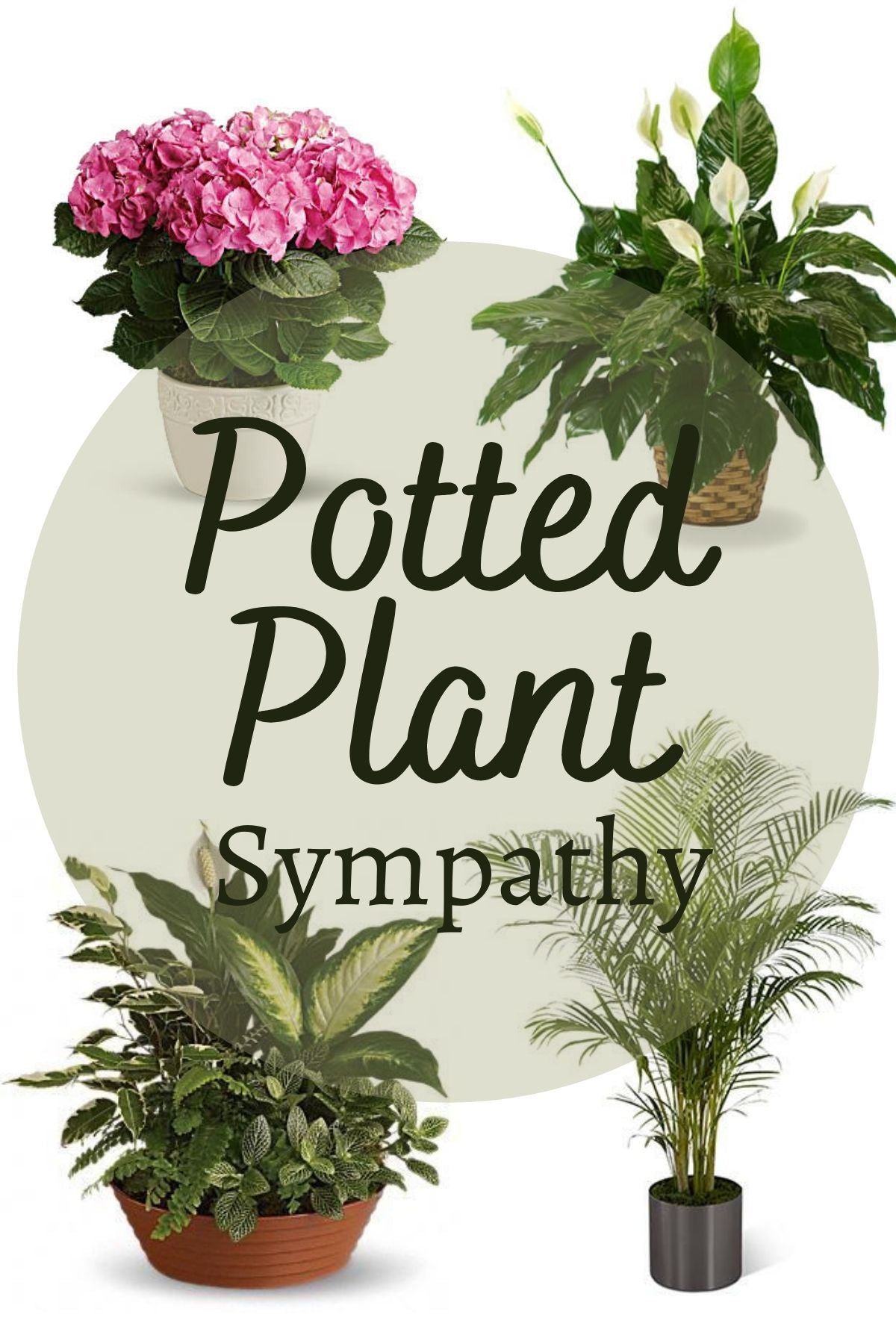 Sympathy | Potted Plant