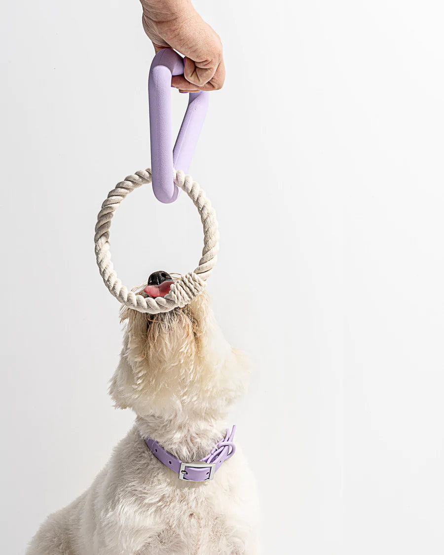 Wild One | Small Triangle Tug Dog Toy, Assorted Colors