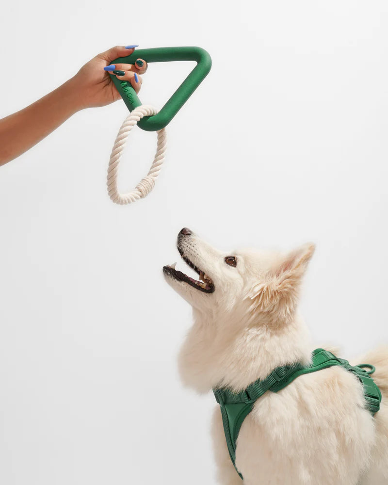 Wild One | Small Triangle Tug Dog Toy, Assorted Colors